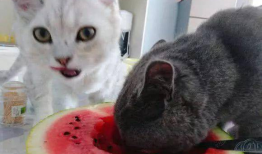 娱乐圈吃瓜猫咪是谁呀,揭秘网络红星的幕后推手